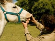 Consulta pública para actualizar la vigilancia y notificación de enfermedades animales