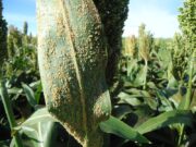 Sorgo: INTA alerta por ataques de pulgones
