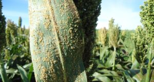 Sorgo: INTA alerta por ataques de pulgones