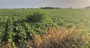 Nueva alerta roja: sorgo de alepo suma a cletodim en la resistencia múltiple a glifosato y haloxifop