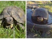 En lo que va del año rescataron 7 tortugas, que ya están en el Centro de Conservación de Vida Silvestre