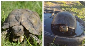 En lo que va del año rescataron 7 tortugas, que ya están en el Centro de Conservación de Vida Silvestre