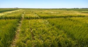 El INTA y Cervecería y Maltería Quilmes impulsan la producción de cebada agroecológica
