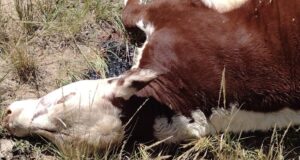 Villa de la Quebrada: la policía investiga matanza y faena de 11 animales vacunos