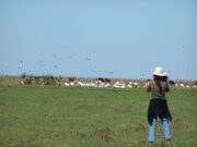El INTA inició el mapeo de la distribución y usos de humedales