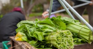 Impulsan el agregado de valor en origen en la producción familiar de alimentos del Norte de San Luis