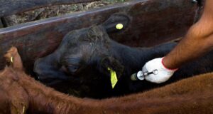 Llega la primera campaña anual de vacunación contra la fiebre aftosa y la brucelosis 2021