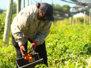 El tomate, una de las principales producciones de Sol Puntano