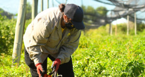 El tomate, una de las principales producciones de Sol Puntano