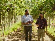 Comenzó la cosecha de uvas y tomates en Sol Puntano