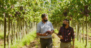 Comenzó la cosecha de uvas y tomates en Sol Puntano