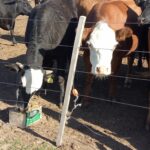 vacas soy mix