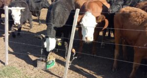 SoyBío, una empresa puntana que apuesta a la nutrición en cría y recría bovina