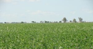 Las semillas templadas argentinas buscan competir en el mercado internacional