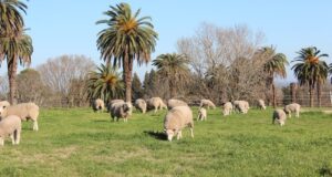 Cómo mejorar la producción con una alimentación adecuada de las ovejas