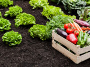 Los alimentos orgánicos ganan terreno en el mundo