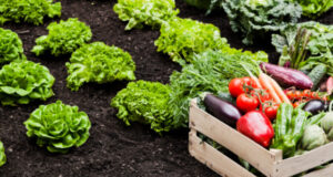Los alimentos orgánicos ganan terreno en el mundo