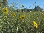 Evalúan en La Pampa el uso de aceites esenciales para el control de plagas
