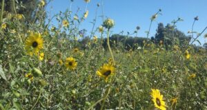 Evalúan en La Pampa el uso de aceites esenciales para el control de plagas