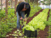Proyectos Comunitarios «Hacia la soberanía alimentaria»