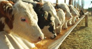Informe de la Bolsa de Rosario sobre consumo de maíz 2020/21 para uso animal