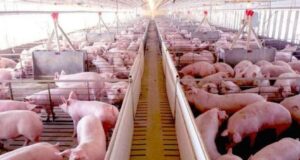Análisis positivo para la industria porcina nacional