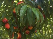 Presentan un nuevo cultivar de nectarina (pelones)