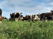 El Inta Lechero puso el foco en una eficiente implantación de las pasturas