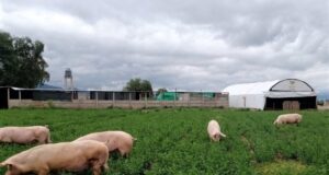 Cooperativa busca proveer carne de cerdo a la zona de Jachal, en San Juan
