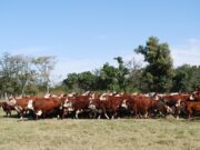 Midieron cuánto óxido nitroso emite la ganadería en períodos invernales