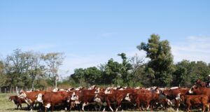 Midieron cuánto óxido nitroso emite la ganadería en períodos invernales