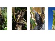 Recomendaciones para cultivos de maíz afectados por el carbón de la panoja