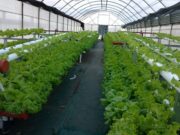 Cultivan verduras por sistema hidropónico al pie de las sierras merlinas