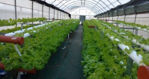 Cultivan verduras por sistema hidropónico al pie de las sierras merlinas