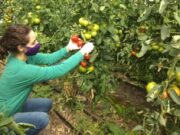 Monitoreo de agroquímicos biocidas: datos e interpretaciones