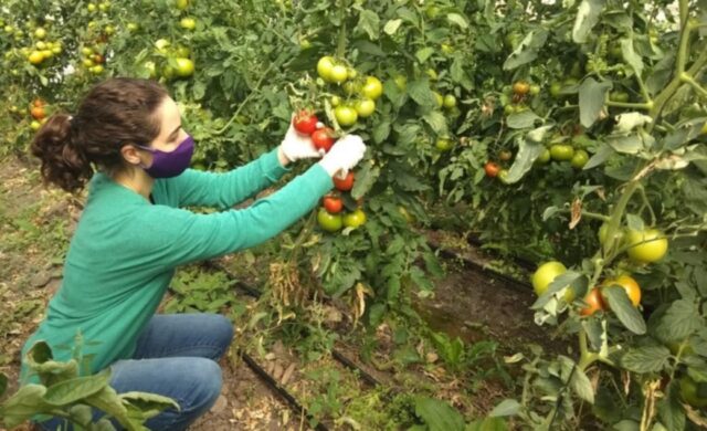 17- 03 - monitoreo de agroquímicos biocidas