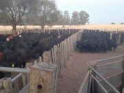 Recomendaciones ante un caso de carbunclo en la provincia de La Pampa