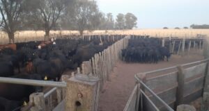 Recomendaciones ante un caso de carbunclo en la provincia de La Pampa