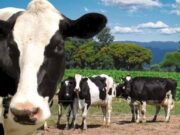 Salta posee la mejor relación vaca ordeñe/vaca total y Córdoba lidera en producción individual