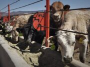 La UE busca volver a autorizar el uso de harinas de animales para alimentación de ganado