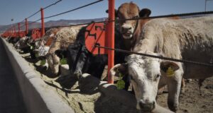 La UE busca volver a autorizar el uso de harinas de animales para alimentación de ganado