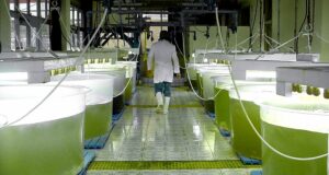 Las claves del proyecto oficial para los biocombustibles