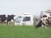 El precio de la leche se apresta a calzar los costos de producción