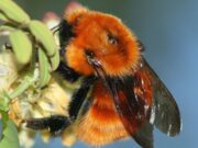 Lectura de domingo. Las abejas no pueden esperar