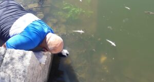 Trabajan en el dique Cruz de Piedra por la aparición de pejerreyes muertos: descartan contaminación