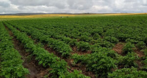 El sudeste bonaerense lidera la producción de papa