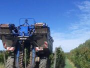 Certificación de 48 toneladas de uva de La Pampa para vinificar en Mendoza y Río Negro