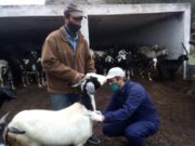 Comenzaron las tareas de sanidad con los grupos de productores caprinos del norte provincial