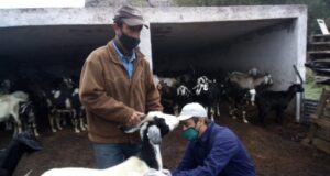 Comenzaron las tareas de sanidad con los grupos de productores caprinos del norte provincial