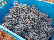 Comenzó la cosecha de uva cabernet sauvignon en Sol Puntano